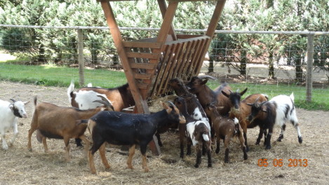 Geitenboerderij Apeldoorn Amersfoort faciliteiten faciliteit
